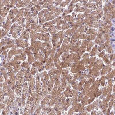 Immunohistochemistry-Paraffin: Adenosylhomocysteinase/AHCY Antibody [NBP2-48817]
