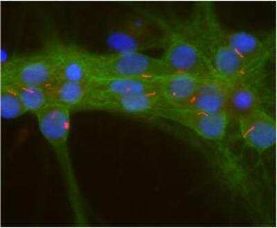 Immunocytochemistry/ Immunofluorescence: Adenylate Cyclase 3 Antibody [NBP1-92683]