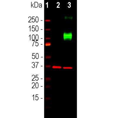 Western Blot: Adenylate Cyclase 3 Antibody [NBP1-92683]