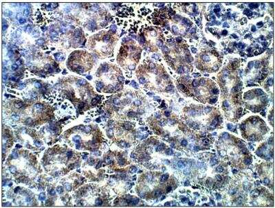 Immunohistochemistry-Paraffin: Adenylate Cyclase 7 Antibody [NBP3-12217]