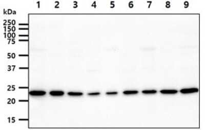 Western Blot: Adenylate Kinase 1 Antibody (7E9)BSA Free [NBP2-59485]