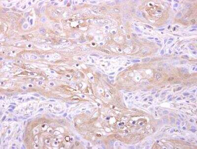 Immunohistochemistry-Paraffin: Adenylate Kinase 1 Antibody [NBP2-15295]