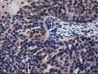 Immunohistochemistry-Paraffin: Adenylosuccinate Lyase Antibody (OTI2D10) [NBP2-03107]