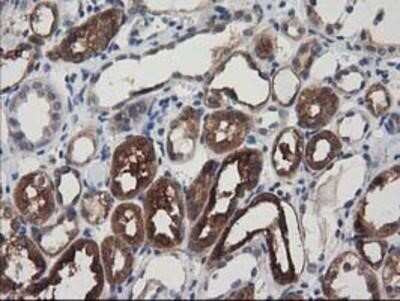 Immunohistochemistry-Paraffin: Adenylosuccinate Lyase Antibody (OTI2D10) [NBP2-03107]