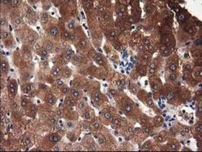 Immunohistochemistry-Paraffin: Adenylosuccinate Lyase Antibody (OTI2D10) [NBP2-03107]