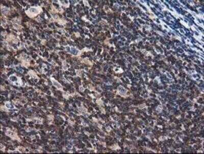 Immunohistochemistry-Paraffin: Adenylosuccinate Lyase Antibody (OTI2D10) [NBP2-03107]