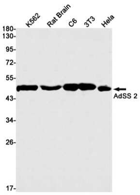 Western Blot: Adenylosuccinate Synthase Antibody (S05-8F8) [NBP3-14991]