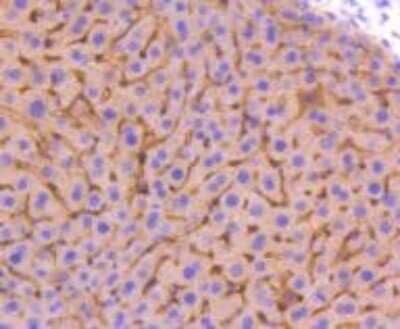 Immunohistochemistry-Paraffin: AdipoR1 Antibody (SC69-04) [NBP2-67631]