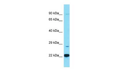 Western Blot: Adipolin/FAM132A Antibody [NBP2-82569]