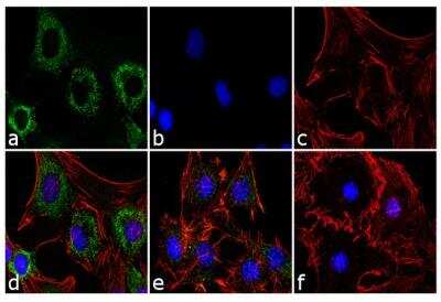 Immunocytochemistry/ Immunofluorescence: Adiponectin/Acrp30 Antibody (19F1) [NBP2-22450]