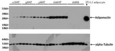 Western Blot: Adiponectin/Acrp30 Antibody (19F1) [NBP2-22450]