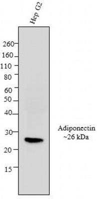 Western Blot: Adiponectin/Acrp30 Antibody (19F1) [NBP2-22450]
