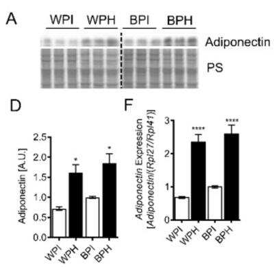 Western Blot: Adiponectin/Acrp30 Antibody (19F1) [NBP2-22450]