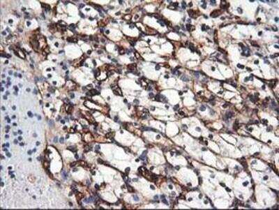 Immunohistochemistry-Paraffin: Adiponectin/Acrp30 Antibody (OTI1H1) [NBP2-01418]