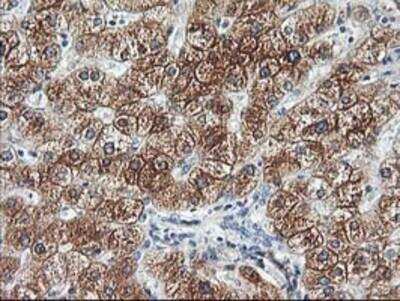 Immunohistochemistry-Paraffin: Adiponectin/Acrp30 Antibody (OTI1H1) [NBP2-01418]