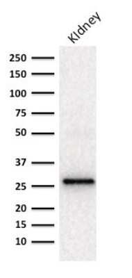 Western Blot: Adiponectin/Acrp30 Antibody (ADPN/1370)Azide and BSA Free [NBP2-54319]