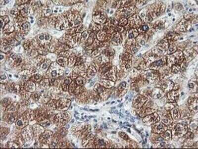 Immunohistochemistry: Adiponectin/Acrp30 Antibody (OTI1H1) - Azide and BSA Free [NBP2-71422]