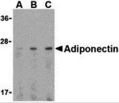 Western Blot: Adiponectin/Acrp30 AntibodyBSA Free [NBP1-77217]