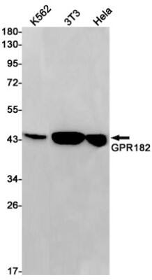 Western Blot: Adrenomedullin R/ADMR/GPR182 Antibody (S02-3E6) [NBP3-19650]