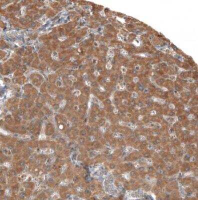 Immunohistochemistry-Paraffin: Adropin Antibody [NBP1-88245]