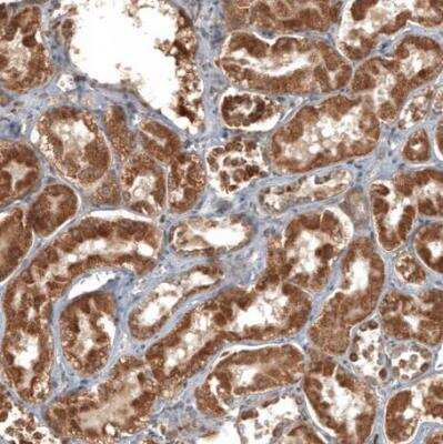 Immunohistochemistry-Paraffin: Adropin Antibody [NBP1-88245]