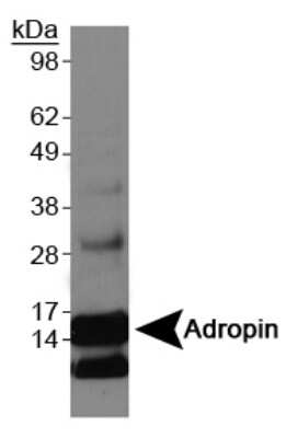 Western Blot: Adropin AntibodyBSA Free [NBP1-26387]