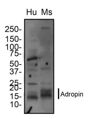 Western Blot: Adropin AntibodyBSA Free [NBP1-26387]