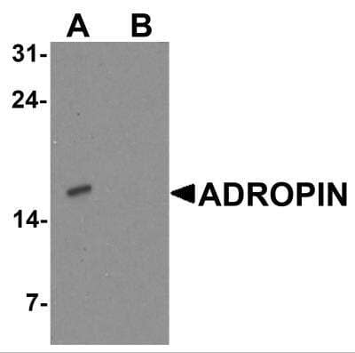 Western Blot: Adropin AntibodyBSA Free [NBP2-81884]