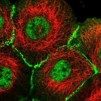 Immunocytochemistry/ Immunofluorescence: Afadin/AF-6 Antibody [NBP1-90219]