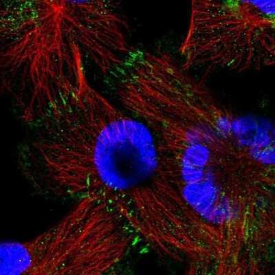 Immunocytochemistry/ Immunofluorescence: Afadin/AF-6 Antibody [NBP1-90220]