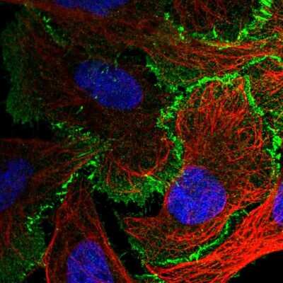 Immunocytochemistry/ Immunofluorescence: Afadin/AF-6 Antibody [NBP2-55781]