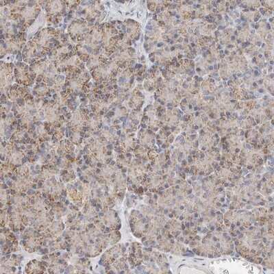 Immunohistochemistry-Paraffin: Afadin/AF-6 Antibody [NBP1-90220]