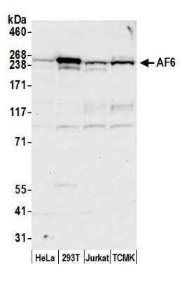 Western Blot: Afadin/AF-6 Antibody [NBP1-22996]