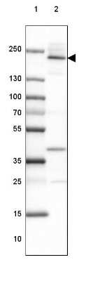 Western Blot: Afadin/AF-6 Antibody [NBP1-90218]