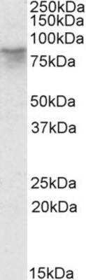 Western Blot: Afamin Antibody [NBP1-51973]