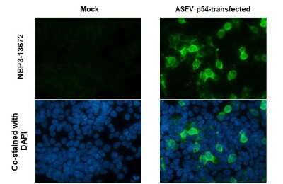 Immunocytochemistry/ Immunofluorescence: African Swine Fever Virus p54 Antibody (GT1075) [NBP3-13672]