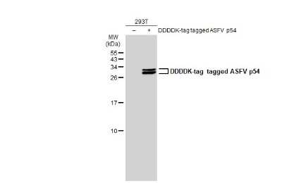 Western Blot: African Swine Fever Virus p54 Antibody (GT1075) [NBP3-13672]