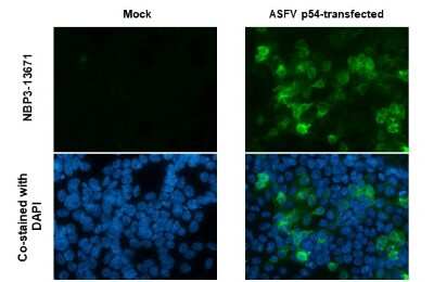 Immunocytochemistry/ Immunofluorescence: African Swine Fever Virus p54 Antibody (GT853) [NBP3-13671]