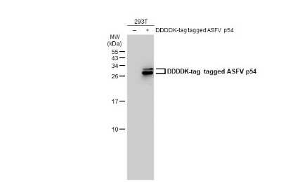 Western Blot: African Swine Fever Virus p54 Antibody (GT853) [NBP3-13671]