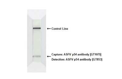 Western Blot: African Swine Fever Virus p54 Antibody (GT853) [NBP3-13671]