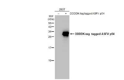 Western Blot: African Swine Fever Virus p54 Antibody [NBP3-13435]