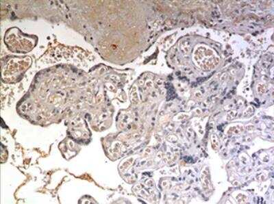 Immunohistochemistry-Paraffin: AgRP/ART Antibody (MM0085-32B12) - Azide and BSA Free [NBP2-12026]