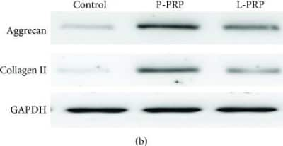 Western Blot: Aggrecan Antibody (BC-3)BSA Free [NB600-504]