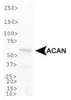 Western Blot: Aggrecan Neoepitope AntibodyBSA Free [NB100-74350]