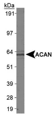 Western Blot: Aggrecan Neoepitope AntibodyBSA Free [NB100-74350]