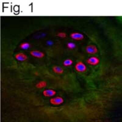 Immunocytochemistry/ Immunofluorescence: Aggrecan Neoepitope Antibody Blocking Peptide [NB100-74350PEP]