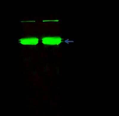 Immunoprecipitation: Ago2/eIF2C2 Antibody (036) [NBP2-90675]