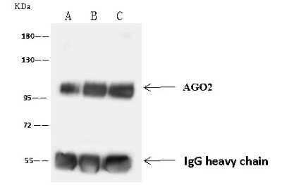Immunoprecipitation: Ago2/eIF2C2 Antibody (036) [NBP2-90675]