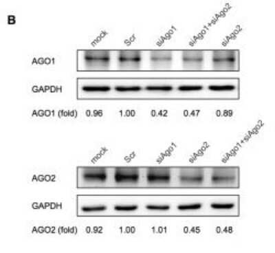 Knockdown Validated: Ago2/eIF2C2 Antibody (2E12-1C9) [H00027161-M01]