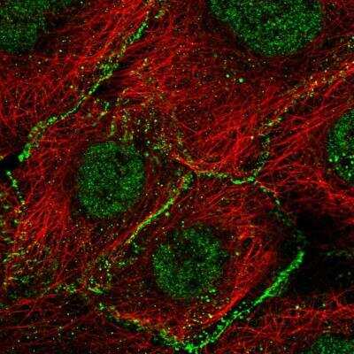 Immunocytochemistry/ Immunofluorescence: Ago2/eIF2C2 Antibody [NBP2-58382]